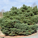 Blue Shag White Pine - Pinus strobus - 6 Gallon Potted Shrub