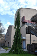 Green Arrow Nootka Cypress - Chamaecyparis nootkatensis - 7-8' Foot Ball & Burlap Tree