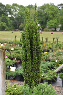 Sky Pencil Japanese Holly - Ilex crenata - 3 Gallon Potted Evergreen Shrub