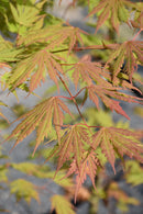 Jack Frost® Arctic Jade® Maple - Acer - 15