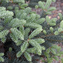 Tyler Blue Balsam Fir - Abies balsamea - 6 Gallon Potted Tree