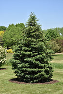 Black Hills Spruce - Picea glauca var. densata - 3-4 Foot Ball & Burlap Evergreen Tree