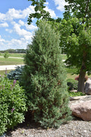 Medora Juniper - Juniperus scopulorum - 10 Gallon Potted Tree