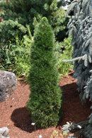 Green Penguin Scotch Pine - Pinus sylvestris - 2