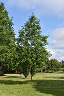American Dream® Oak - Quercus bicolor 'JFS-KW12' - 2.5" Caliper Ball & Burlap Tree