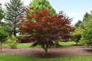 Crimson Prince Japanese Maple - Acer palmatum 'Crimson Prince' - 6' Foot Ball & Burlap Tree
