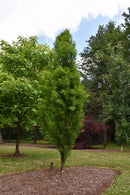 Lindsey's Skyward Bald Cypress - Taxodium distichum - 7' Foot Ball & Burlap Tree