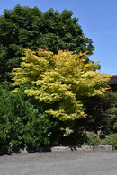 Autumn Moon Full Moon Maple - Acer shirasawanum - 3-4' Foot Ball & Burlap Tree