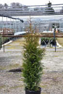 Northern Spire Giant Arborvitae - Thuja plicata - 6-7' Foot Ball & Burlap Tree
