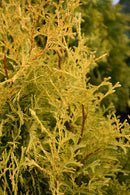Highlights® Arborvitae  Thuja occidentalis 'Janed Gold' - 6 Gallon Potted Evergreen Tree