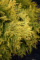 Golden Globe Arborvitae - Thuja occidentalis - 5 Gallon Potted Evergreen Shrub