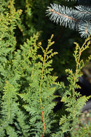 Fernleaf Hinoki Falsecypress - Chamaecyparis obtusa 'Filicoides Compacta' - 60" Ball & Burlap Tree