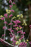 Pink Pom Poms Redbud - Cercis canadensis - 2" Caliper Ball & Burlap Tree