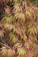 Orangeola Cutleaf Japanese Maple - Acer palmatum - 20