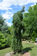 Bruns Weeping Spruce - Picea omorika 'Pendula Bruns' - 7