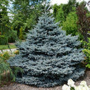 Montgomery Blue Spruce - Picea pungens - 10 Gallon Potted Shrub