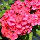 Proven Winners® Luminary® Sunset Coral Garden Phlox (Phlox) - 1 Gallon Pot
