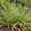EverColor® Everglow Sedge, 2 Gal