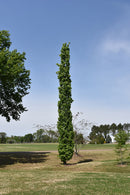 Slender Silhouette Sweet Gum - Liquidambar styraciflua - 7-8' Foot Ball & Burlap Tree
