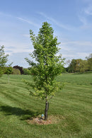 Elmwood Ginkgo - Ginkgo biloba 'Elmwood' - 6'-7' Foot Ball & Burlap Tree