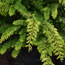 Fernspray Gold Hinoki Cypress - Chamaecyparis obtusa - 3 Gallon Potted Evergreen Shrub