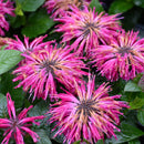 Proven Winners® Leading Lady Razzberry Bee Balm (Monarda) - 1 Gallon Pot