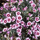 Mountain Frost Ruby Snow Pinks (Dianthus) - 1 Gallon Pot