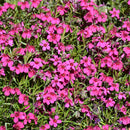 Creeping Spring Scarlet Creeping Phlox (Phlox) - 1 Gallon Pot