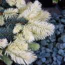 Spring Gold Colorado Spruce - Picea pungens 'Niemetz' - 6 Gallon Potted Shrub