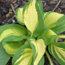 Color Festival Plantain Lily (Hosta) - 8" Pot