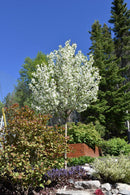 Starlite Flowering Crab - Malus 'Jeflite' - 2" Caliper Ball & Burlap Tree