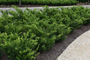 Densiformis Yew - Taxus x media - 3 Gallon Potted Evergreen Shrub