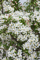 'Firebird' Crabapple - Malus sargentii - 2" Caliper Ball & Burlap Tree