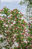 'Firebird' Crabapple - Malus sargentii - 2" Caliper Ball & Burlap Tree