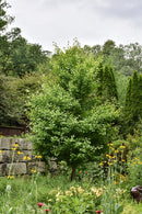 Chi Chi Dwarf Ginkgo - Ginkgo biloba - 5-6' Foot Ball & Burlap Tree