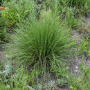 Undaunted Muhly Grass (Muhlenbergia) - 3 Gallon Pot