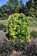 Golden Falls® Redbud - Cercis canadensis 'NC2015-12' - 2.5" Caliper Ball & Burlap Tree