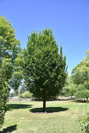 Emerald Avenue® Hornbeam - Carpinus betulus 'JFS-KW1CB' - 2" Caliper Ball & Burlap Tree
