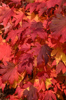 Jack Frost® Arctic Jade® Maple - Acer - 15