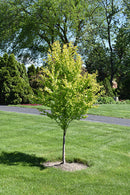 Claim Jumper Katsura Tree - Cercidiphyllum japonicum - 6