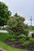 Fort McNair Red Horse Chestnut - Aesculus x carnea 'Fort McNair' - 2" Caliper Ball & Burlap Tree