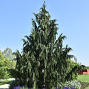 Weeping Nootka Cypress - Chamaecyparis nootkatensis 'Pendula' - 6 Gallon Potted Tree