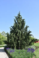 Weeping Nootka Cypress - Chamaecyparis nootkatensis 'Pendula' - 5-6' Foot Ball & Burlap Tree