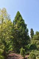 Columnar Norway Spruce - Picea abies 'Cupressina' - 6-7' Foot Ball & Burlap Tree