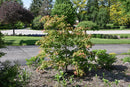 Jack Frost® Arctic Jade® Maple - Acer - 15
