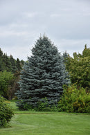Fat Albert Blue Spruce - Picea pungens - 6-7' Foot Ball & Burlap Tree