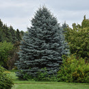 Fat Albert Blue Spruce - Picea pungens - 3-4 Foot Ball & Burlap Tree