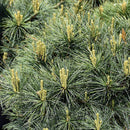 Blue Shag White Pine - Pinus strobus - 3 Gallon Potted Shrub