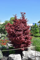 Twombly's Red Sentinel Japanese Maple - Acer palmatum - 4-5' Foot Ball & Burlap Tree