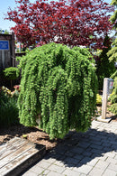 Weeping European Larch (Serpentine) - Larix decidua 'Pendula' - 15